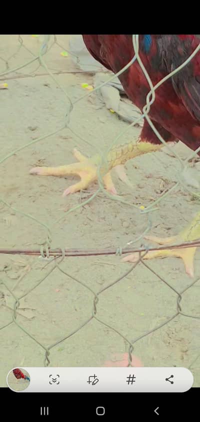 aseel amroha and mianwali croos