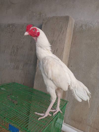 Aseel Heera urgent 100 percent paper white.