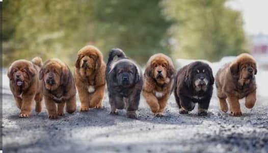 TIBETAN MASTIFF PUPPIES/IMPORTED TIBETAN MASTIFF PUPPIES/RUSSIAN PORT