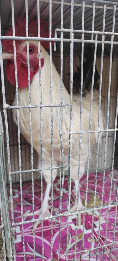 Home Breeded Desi 3 Roosters and Hens