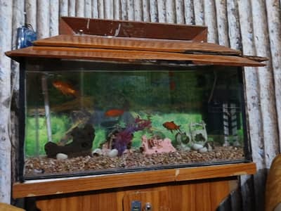 accuarium plus 12 fish's all okay