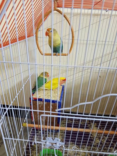 Love parrots for sale