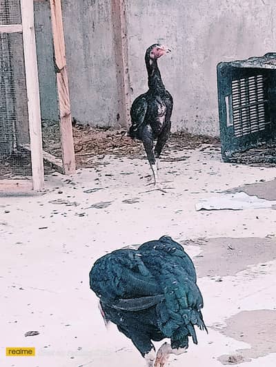 ASEEL HEN AND 2 CHICKS