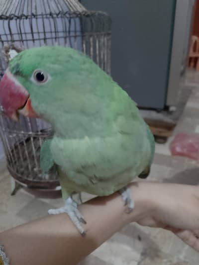 14month kaun si nasl ka yah Nahin pata Lekin bolata hai bolane wala