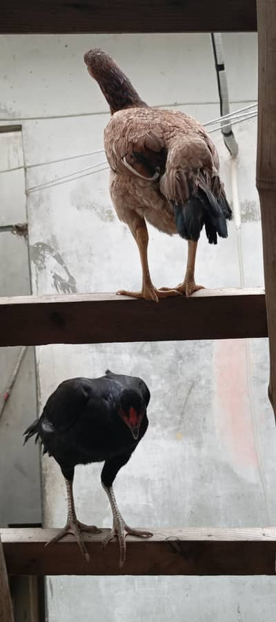 aseel mushki pathii Java paths miawali pathi