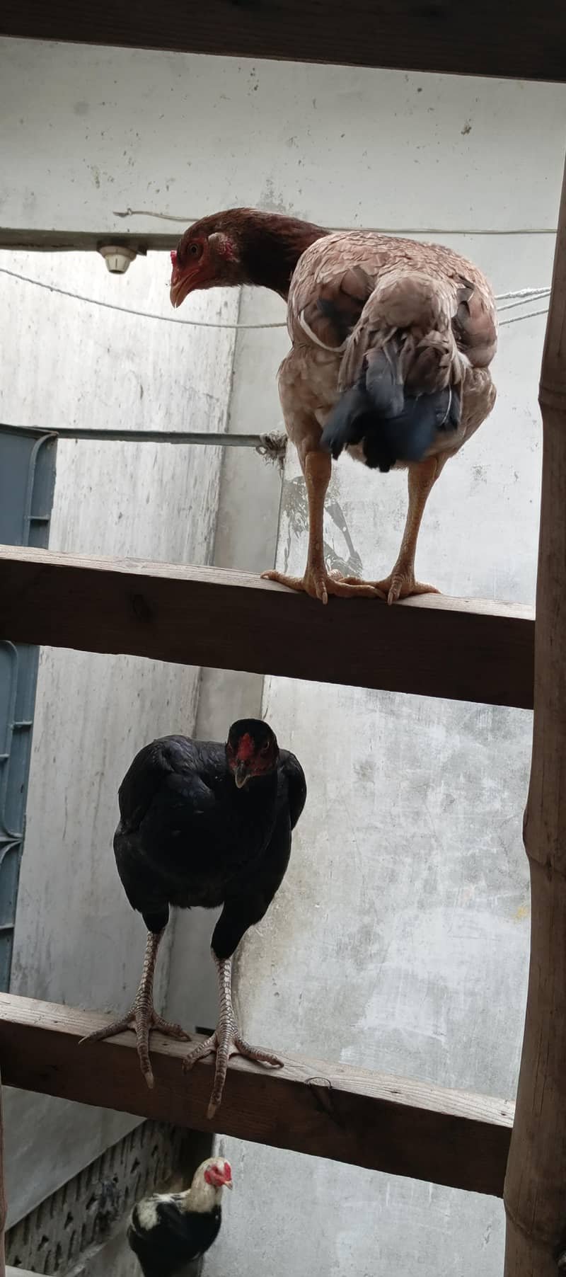 aseel mushki pathii Java paths miawali pathi 1