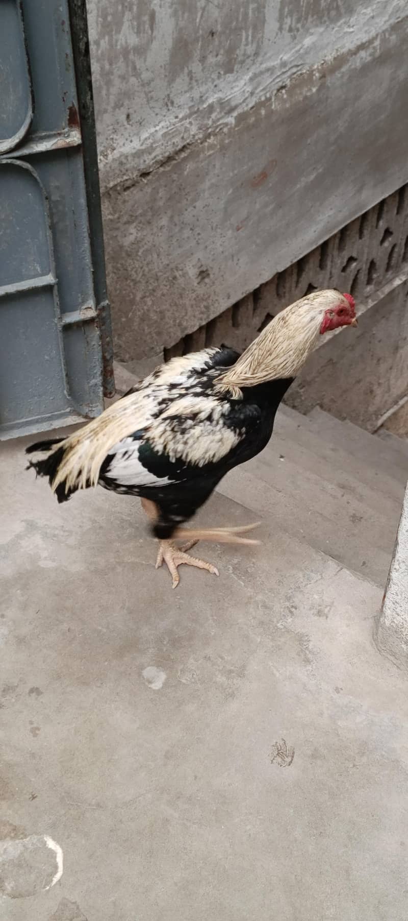 aseel mushki pathii Java paths miawali pathi 2