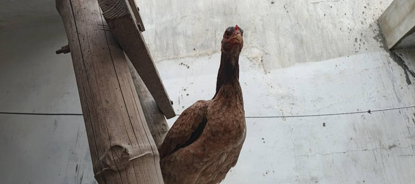 aseel mushki pathii Java paths miawali pathi 3