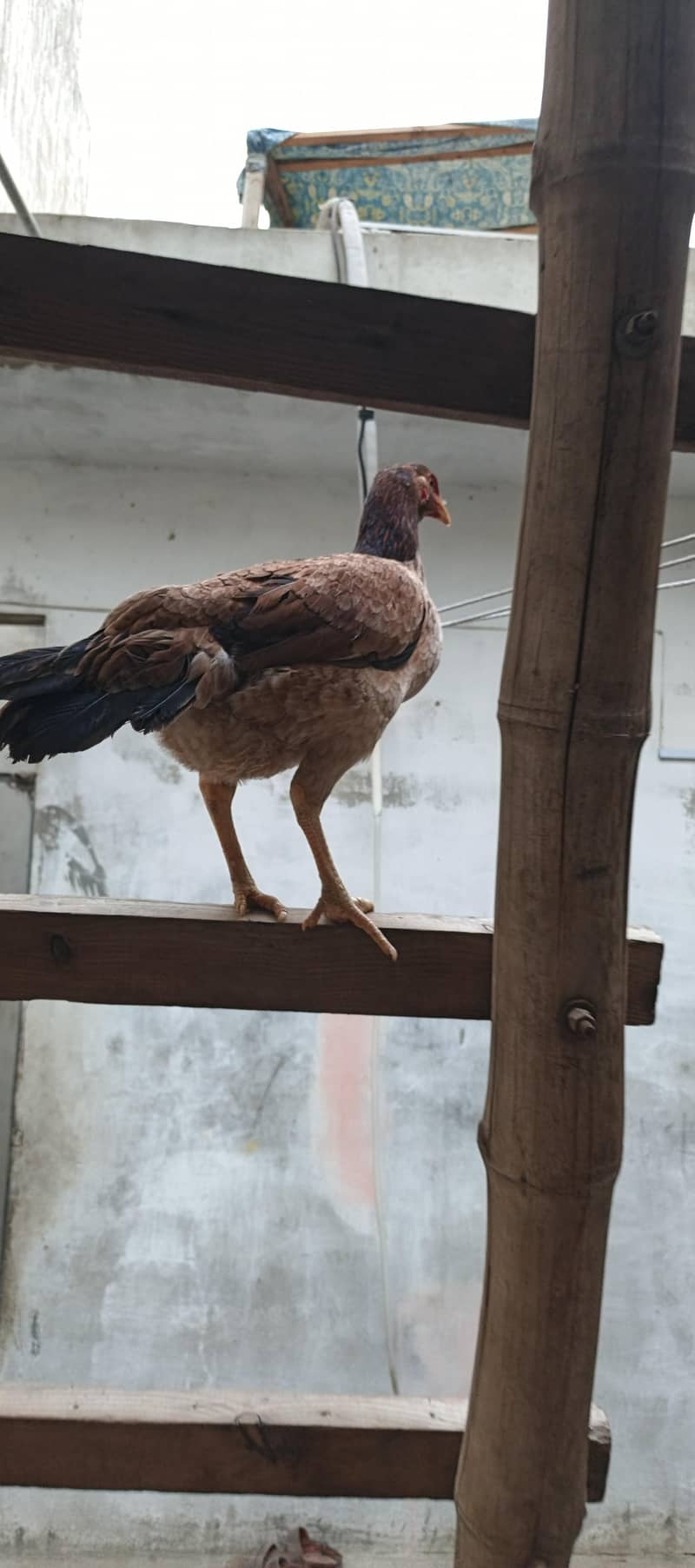 aseel mushki pathii Java paths miawali pathi 5