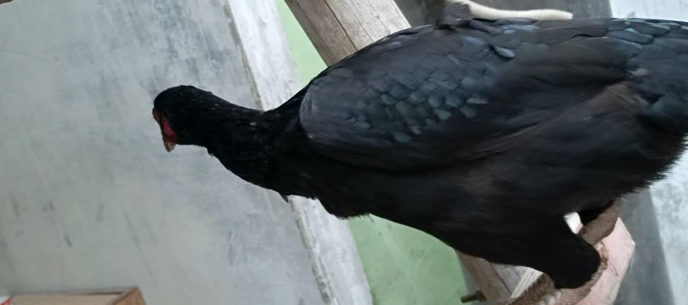 aseel mushki pathii Java paths miawali pathi 6