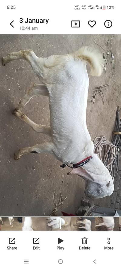 pure rajanpori buhat hi  khubsourat  2 bakry Shok sy palny k lie