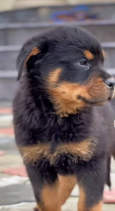 Rottweiler puppy male for sale 0309=0097784