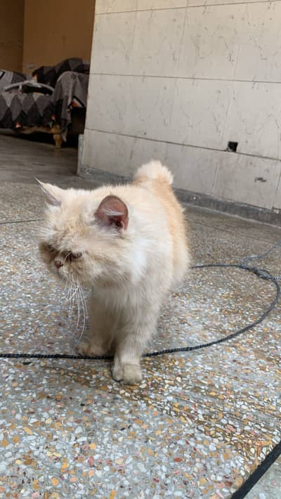 Punch face female cat for sale