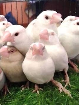 Opal Java & Pathay & Bird's Show Cage