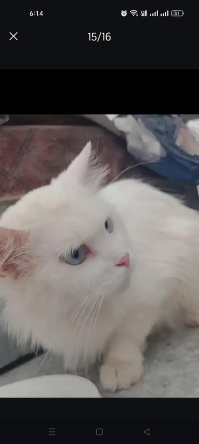 Persian kitten @ Persian cat @ saimese kitten @ cat@ Siamese@ blue ey