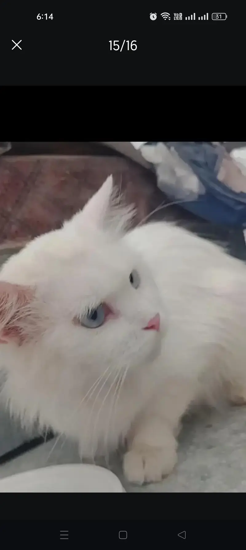 Persian kitten @ Persian cat @ saimese kitten @ cat@ Siamese@ blue ey — photo 3