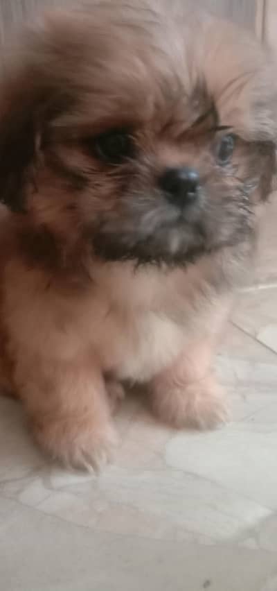 shih tzu puppy female