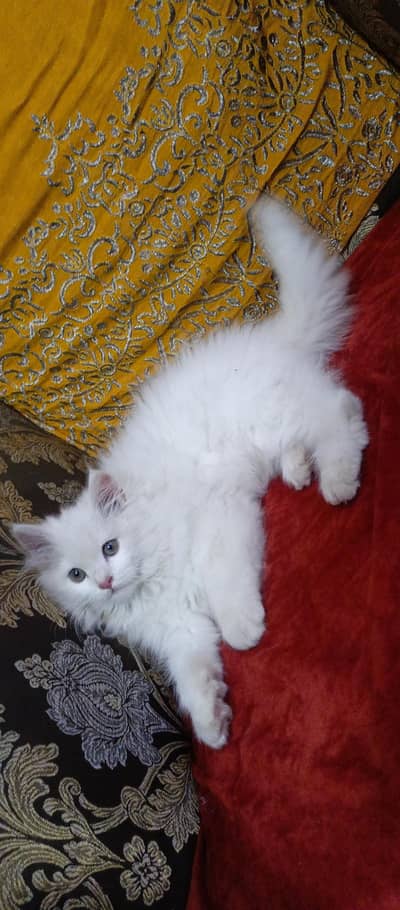 female kitten for sale