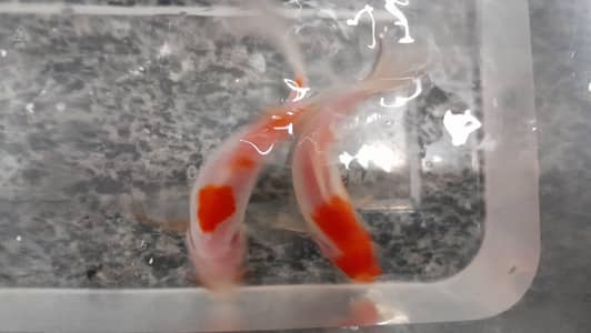 beutiful koi fish baby's