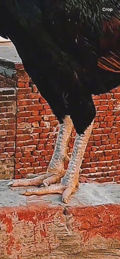 Pure lasni mushqa topla