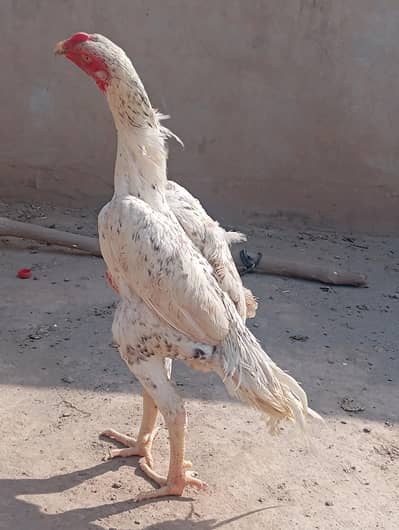 german shamo male king size