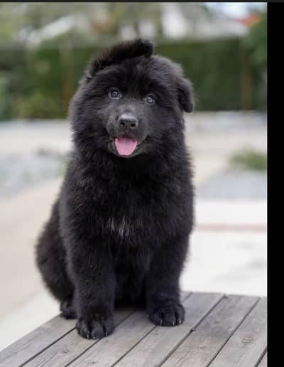 black shepherd puppy for sale