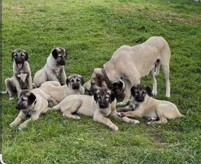 TURKISH KANGAL PUPPIES/TURKISH KANGAL IMPORTED PUPPIES/RUSSIAN IMPORT