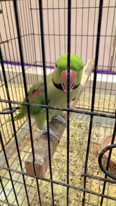 Pahari parrot( kasmiri Parrot)