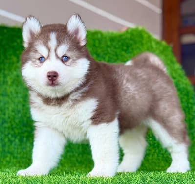 Sibariyan Husky poppy dogs for sale WhatsApp 0303//94/30/357