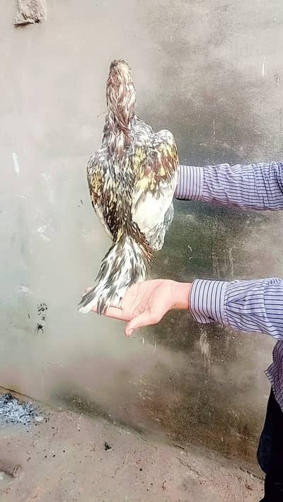 Pakoya male age 3 years