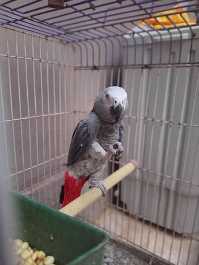 Gray parrot bolnay wala