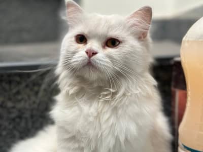 Persian Cat available for adoption