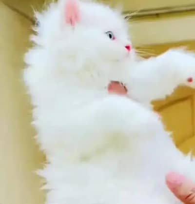 Persian female kitten for sale My WhatsApp number 03 25 022 67 56