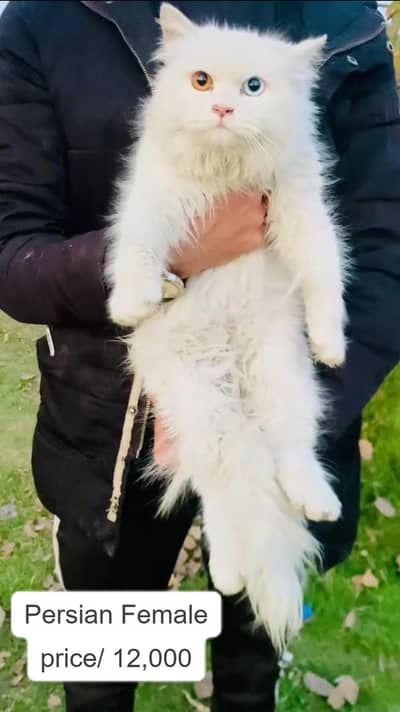 Persian cat | triple coat | Persian female , male cat for sale