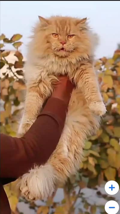 Persian cat | triple coat | Persian male cat for sale