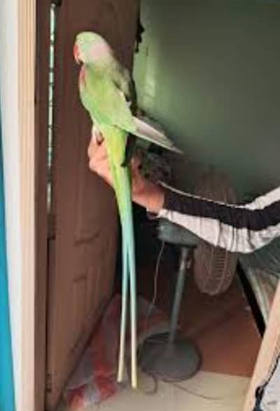 jambo size Hand tame talking Raw parrot