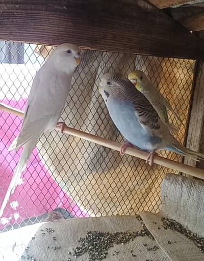 Hogoromo Rainbow split female X albino red eye male