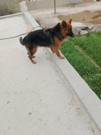 long coated German shepherd female