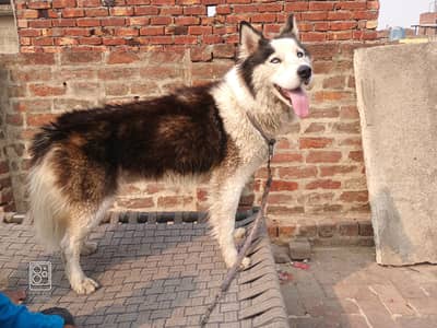 Husky Stud male for sale 03224734740