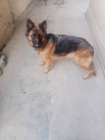 Long coat German shepherd female