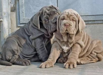 NEAPOLITAN MASTIFF/IMPORTED NEAPOLITAN MASTIFF PUPPIES/RUSSIAN IMPORT