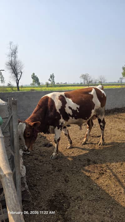 Holstien Friesian breeder bull