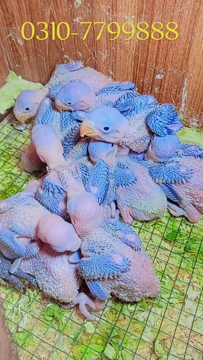 Kashmiri Raw Chicks 0310+77+99+888