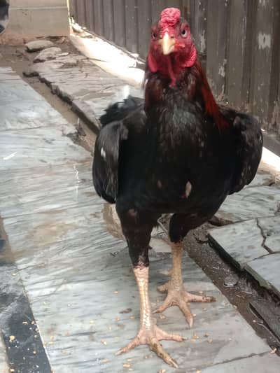 Aseel Murga for Urgent Sale