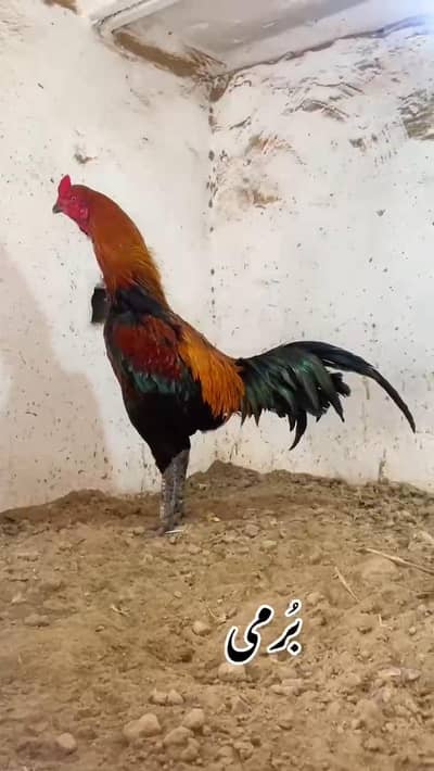 Aseel | Burmi Aseel Chicks | Burmi Back Footer Chicks