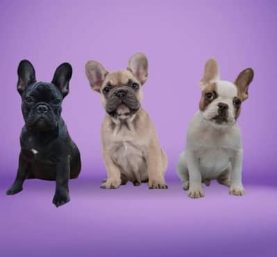 FRENCH BULDOG PUPPIES/IMPORTED FRENCH BULDOG PUPPIES/RUSSIAN IMPORT