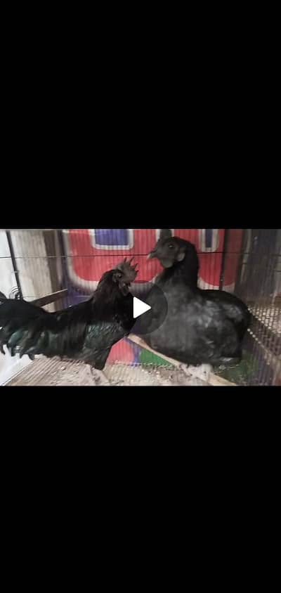 ayam cemani full health or active pair context number 03265300290