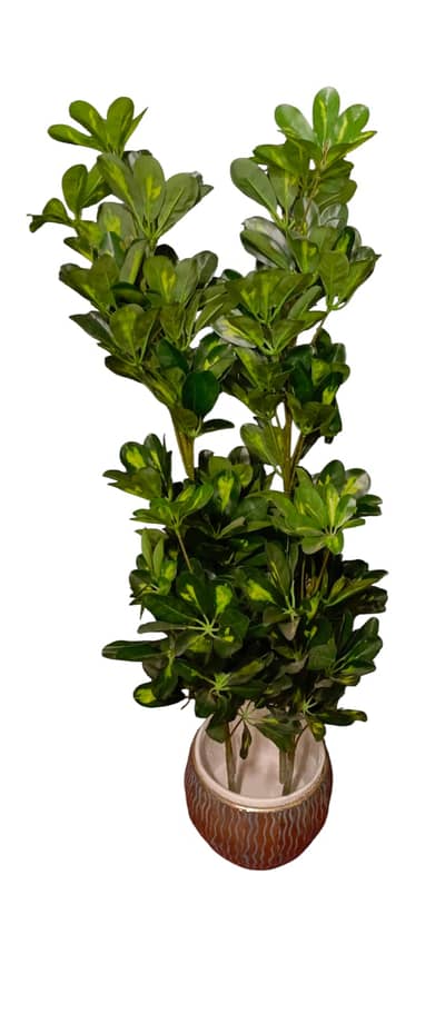 Artificial plants - outdoor plants - Garden plants