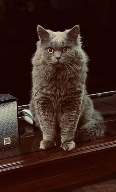 Smokey Grey Persian Cat