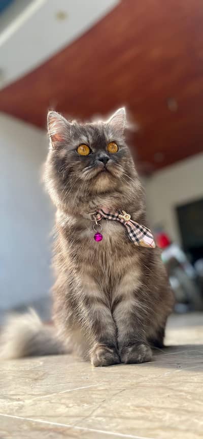 Persian cat lokking for a new home urgently